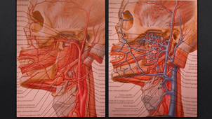 part1 - anatomiques - Les bases anatomiques en chirurgie implantaire
